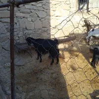 سلام فروش 8میش آبستن و3بره ماده با 3بز