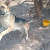 سگ ژرمن معاوضه با هرچی بکارم بیاد|سگ|رفسنجان, |دیوار