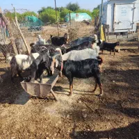 بز داشتی|حیوانات مزرعه|بهبهان, |دیوار