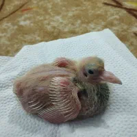 ۲تا جوجه کبوتر طوقی و تهرونی سرلاکی برا دستی کردن|پرنده|اصفهان, عاشق‌آباد|دیوار