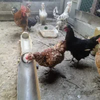 خریدو فروش مرغ و خروس محلی و گلین