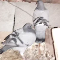 کبوتر پلاکی