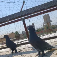 کفتر دمب سفید|پرنده|شیراز, دباغ خانه|دیوار