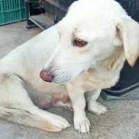 واگذاری|سگ|بجنورد, |دیوار