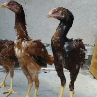 لاری ترک نسل عامر رحمتی نسل قهرمان و 11تیکه
