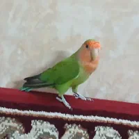 طوطی کوتوله نر|پرنده|قنوات, |دیوار