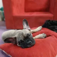 توله سگ فرنچ بولداگ فوری