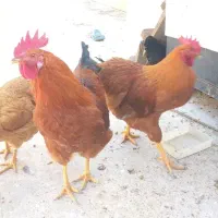 مرغ خروس محلی چاق زیر قیمت