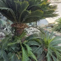 فروش درختچه سیکاس