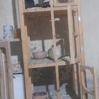 قفص کبوتر