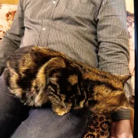 واگذاری گربه ماده|گربه|کرج, مهرویلا شمالی|دیوار