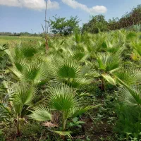 تعداد 200 عدد پالم داخل زمین به فروش میرسد