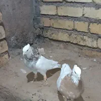 فروش کبوتر