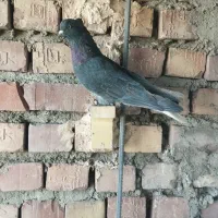 کبوتر نر سوراخ