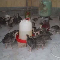 پرنده