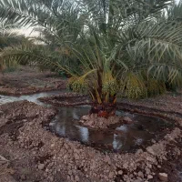 قطع نخل بریدن نخل جابجایی نخل حرس نخل بریدن درخت