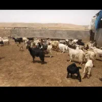 نیازمند چوپان