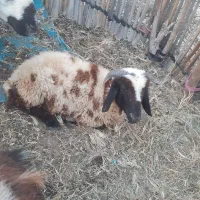 قوچ۱ساله سرحال هشت بندی|حیوانات مزرعه|توکهور, |دیوار