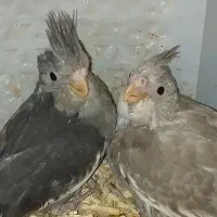 جوجه عروس وایت فیت