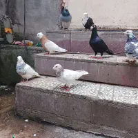 کبوتر رنگی مسافتی