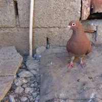 کبوتر سرخ کرمانی نر