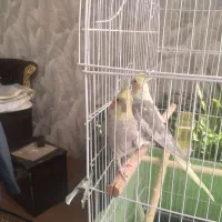 عروس هلندی سخنگو|پرنده|الیگودرز, |دیوار