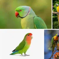 یک عروس هلندی پیدا شده