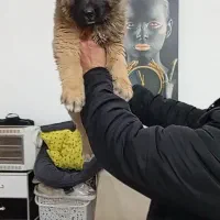 سرابی ذات قدیم