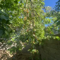 فروش-معاوضه-باغ-میوه