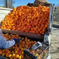 کارگر میوه فروشی