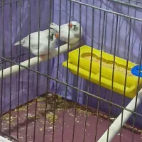 فنچ نر ماده