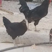 مرغ وخروس