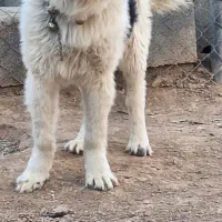 توله سگ قهدرجونی نرپنج  ماه