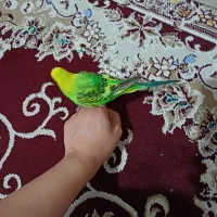 مرغ نر و ماده دستی مست و جوان|پرنده|کرمانشاه, |دیوار