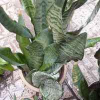 گل‌های شاداب