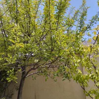 اجاره روزانه/هفتگی/ماهانه ویلا ۲۰۰ متری|اجارهٔ کوتاه‌مدت ویلا و باغ|اردبیل, |دیوار