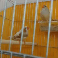 فنچ کینگ|پرنده|اهواز, شریعتی جنوبی|دیوار