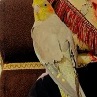 عروس هلندی گم شده