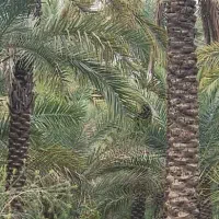 زمین-باغی-جاده-لاسبید