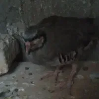 بلدرچین کوهی