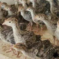 جوجه بوقلمون و برهما و سلطان یکروزه|حیوانات مزرعه|ورامین, خیر آباد|دیوار