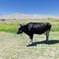 گاو|حیوانات مزرعه|ازنا, |دیوار
