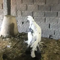 دم سفید و ترکیه|حیوانات|نمین, |دیوار