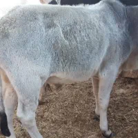 فروش گوساله نر|حیوانات مزرعه|خنج, |دیوار