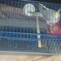 طوطی عروس دستی باقفس|پرنده|محمدیه-قزوین, |دیوار