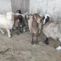 میش  گوسفند  قوچ