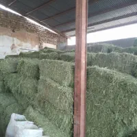 یونجه گل اول|لوازم جانبی حیوانات|صحنه, |دیوار