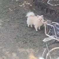 سگ پامرین خرسی ماده|سگ|قائم‌شهر, |دیوار