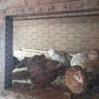 بلدرچین درحال تخم درشت|حیوانات مزرعه|بابل, |دیوار