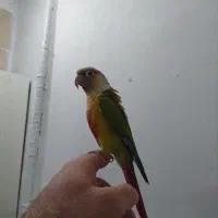 گرینچیک دستی